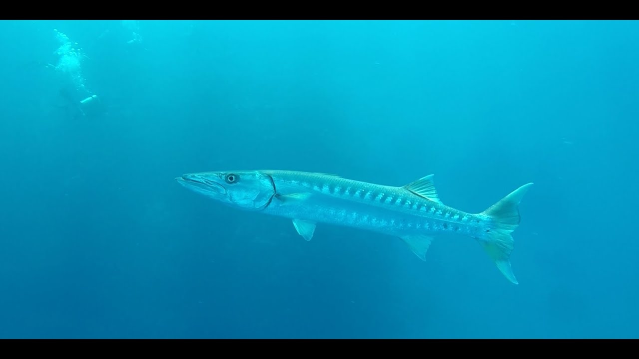 Jaz Lamaya Resort / Coraya Bay / Underwater / Marsa Alam / Egypt 2018