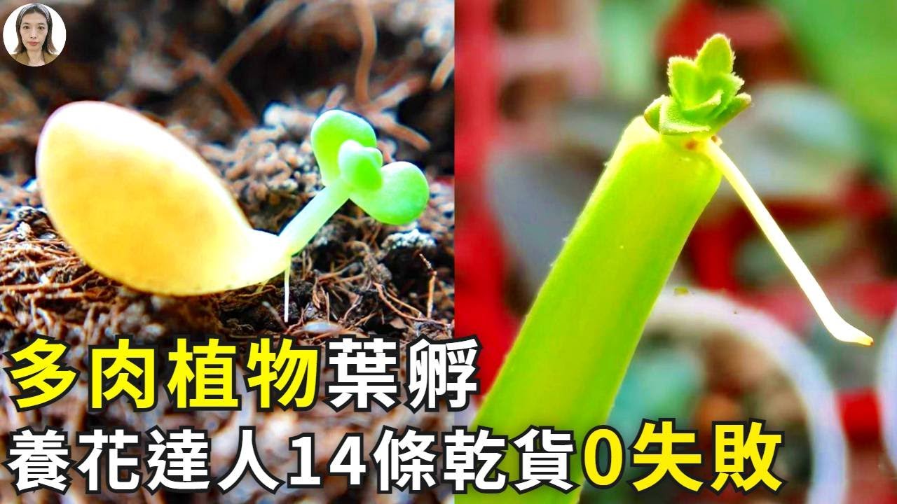 多肉植物葉孵繁殖，養花達人總結了14條乾貨，讓你0失敗1變十10變百|花花世界