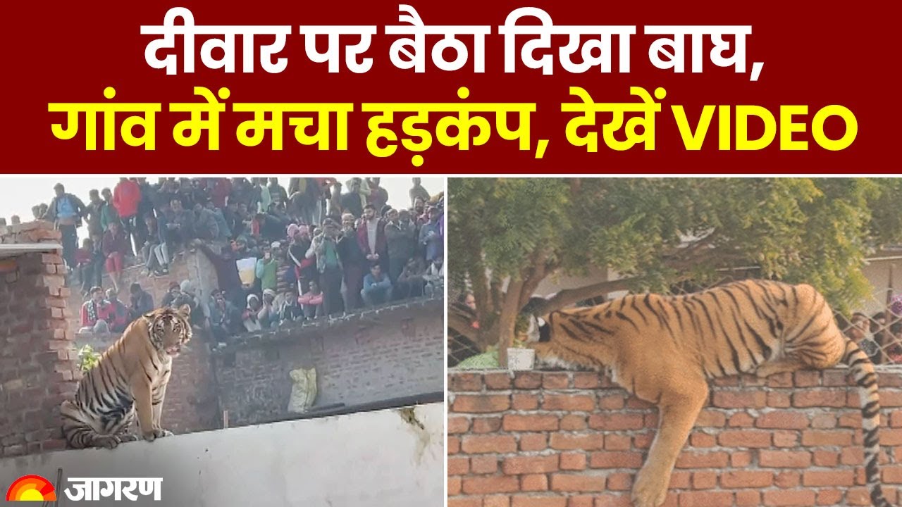 Pilibhit Tiger Rescue: दीवार पर बैठा दिखा बाघ, गांव में मचा हड़कंप, देखें वीडियो। Viral Video