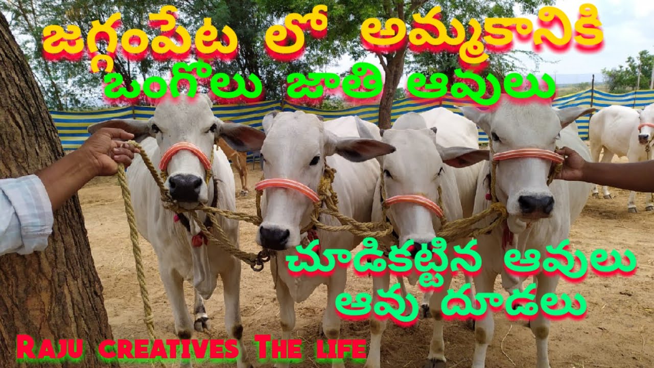 జగ్గంపేట లో ఒంగోలు జాతి ఆవులు అమ్మకానికి # ongole cow's