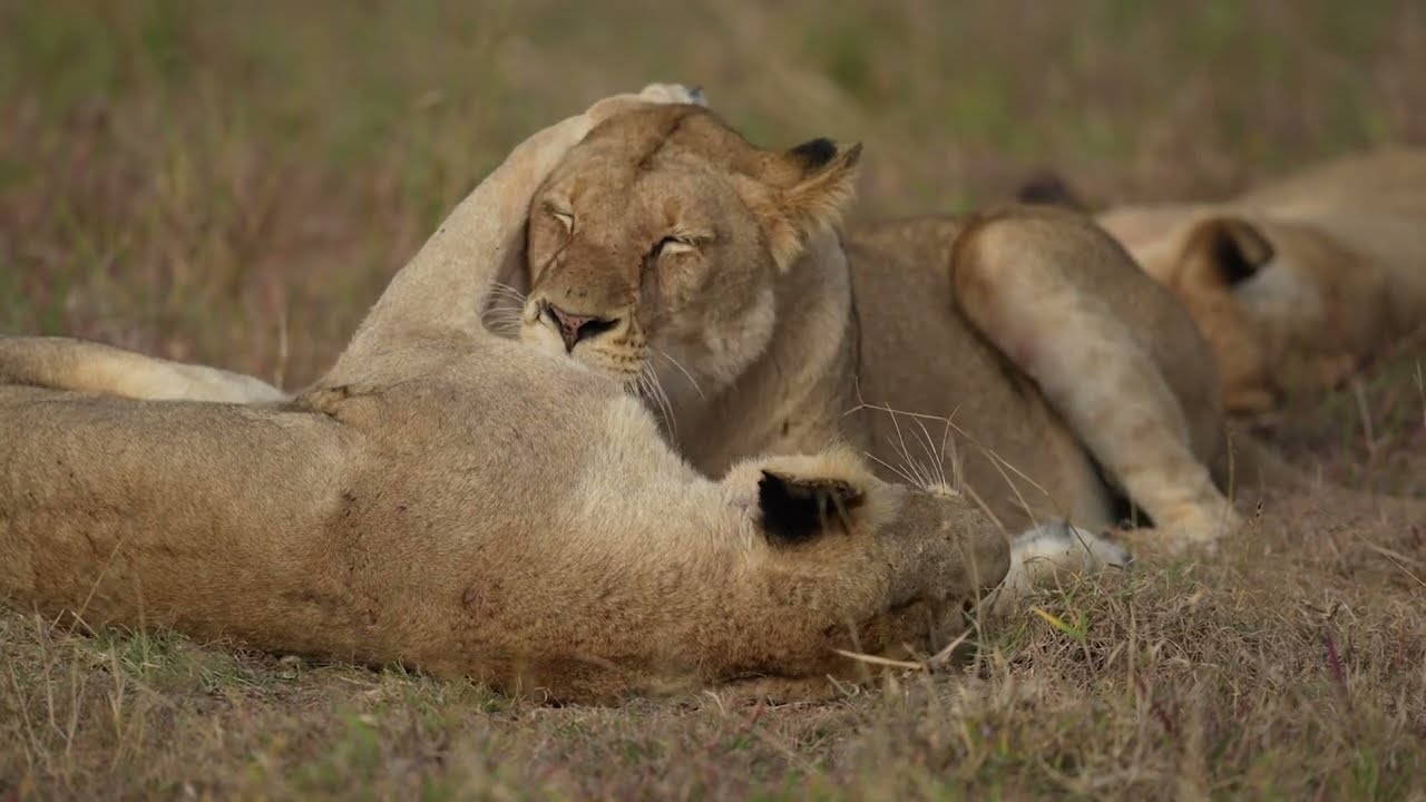 African Safari Experience