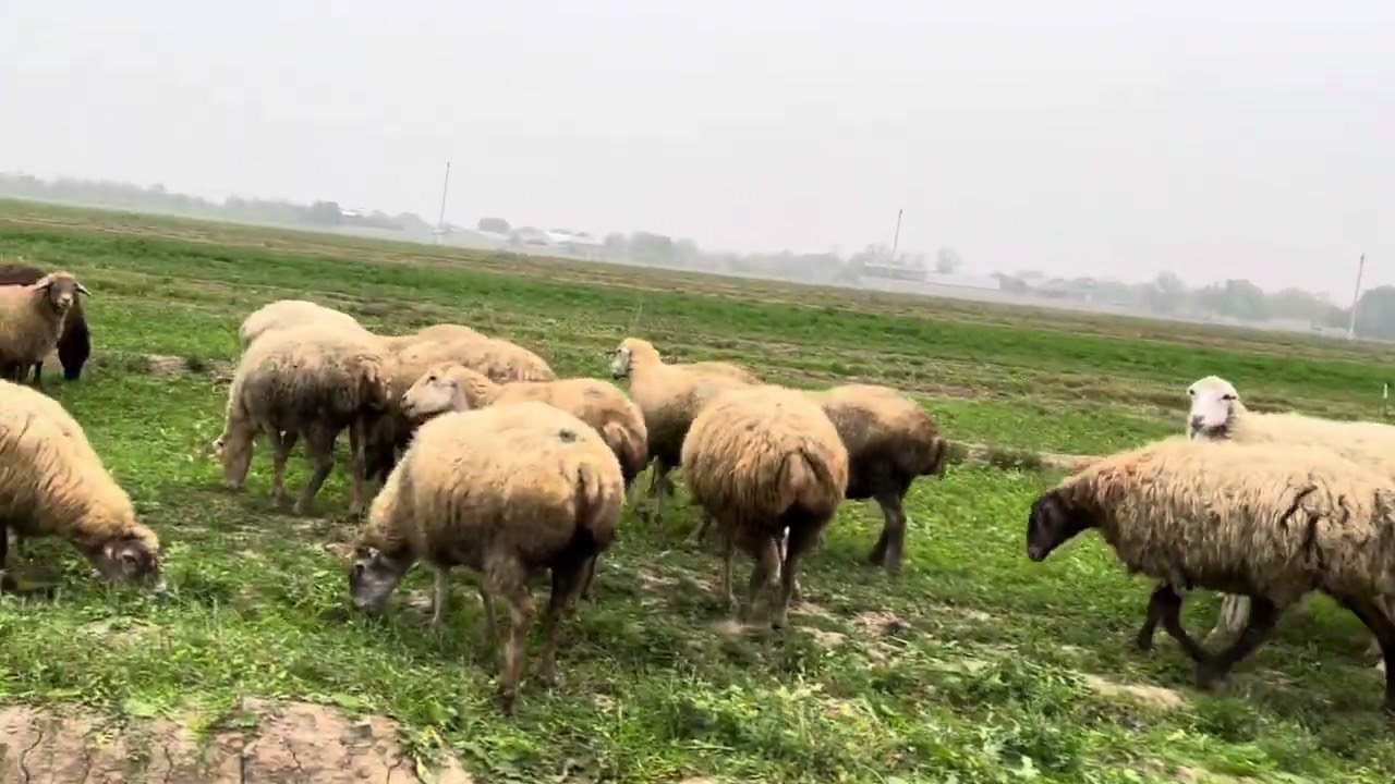Zəngvurun 0506975707