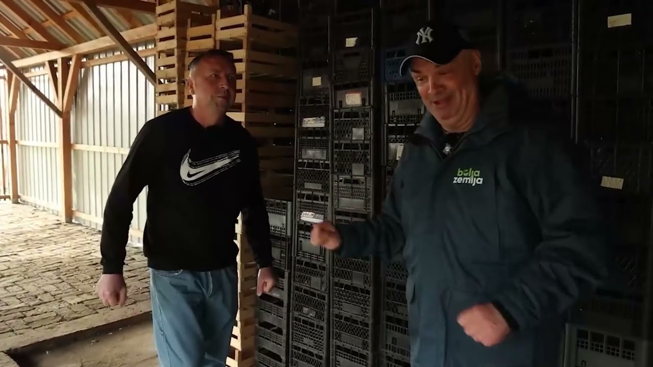 Tajne proizvodnje NAJKVALITETNIJEG domaćeg belog luka!