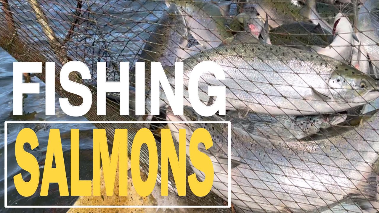 FISHING SALMONS || LOHI KALASTUS || LAX FISKE || PANGINGISDA