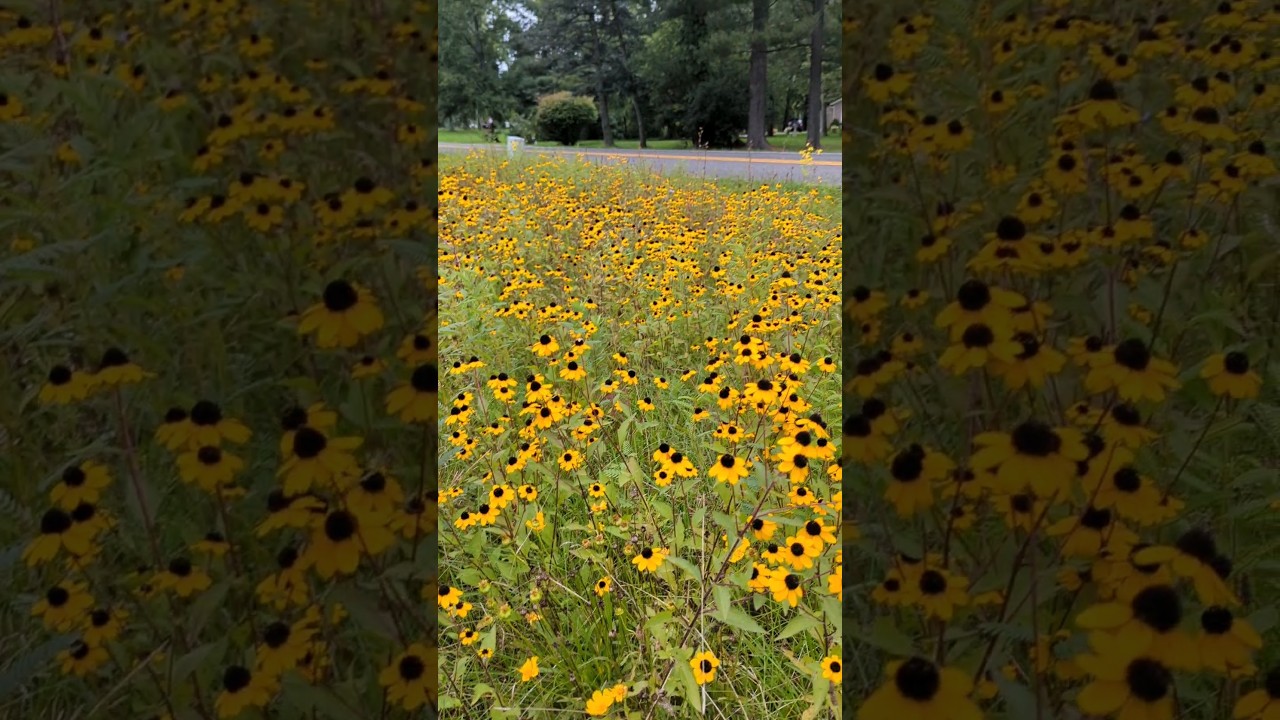 UNORTHODOX POLLINATOR HABITAT