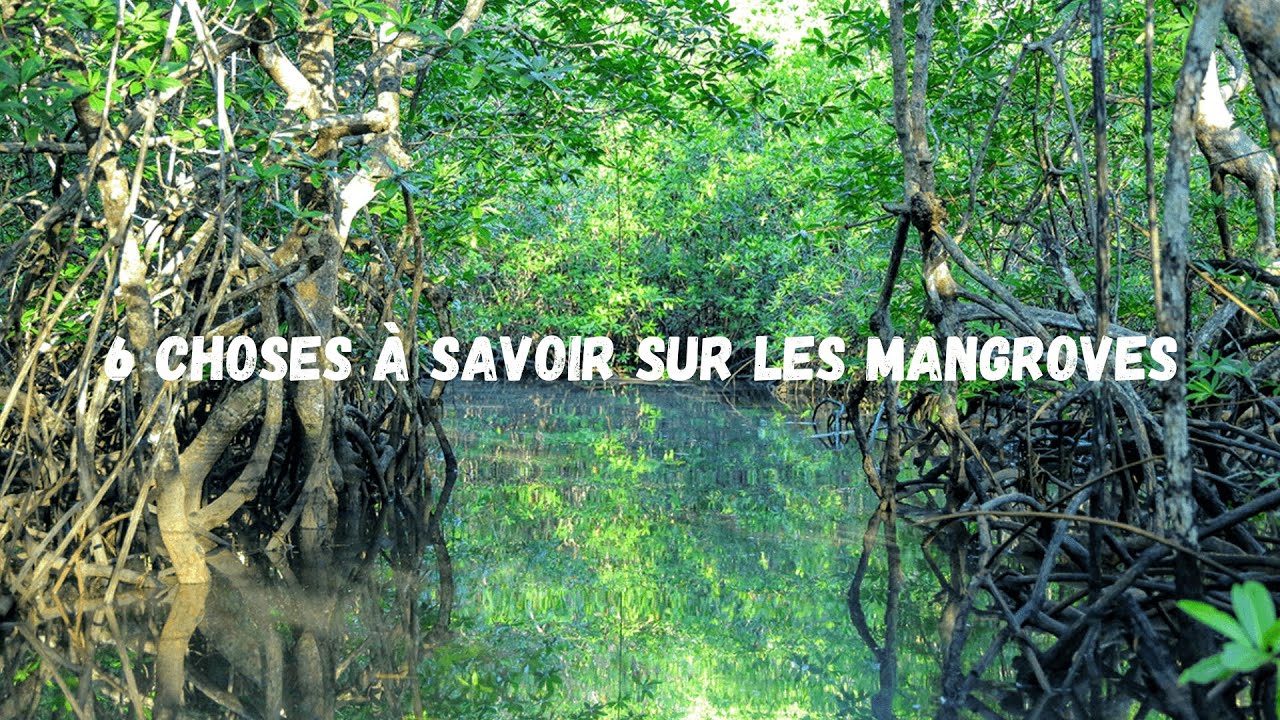 6 infos à savoir sur les mangroves !!