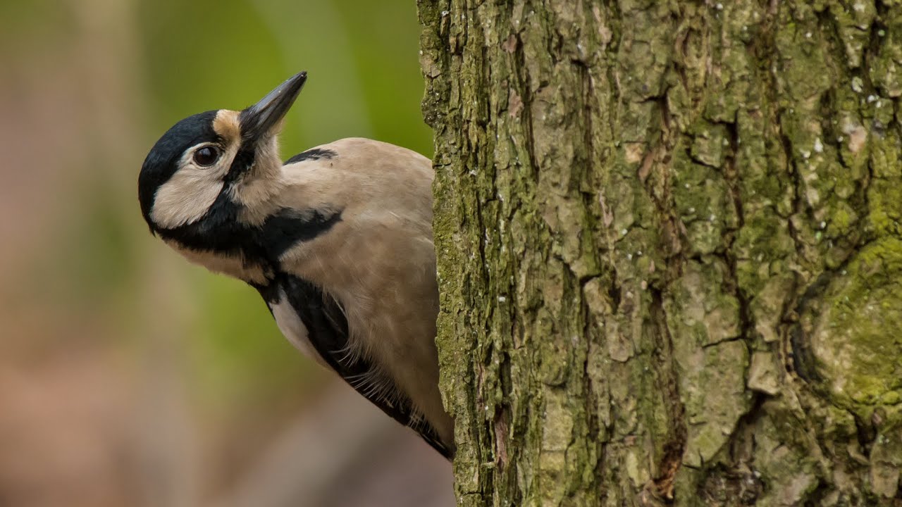 Dzięcioł duży (Dendrocopos major) | Great spotted woodpecker