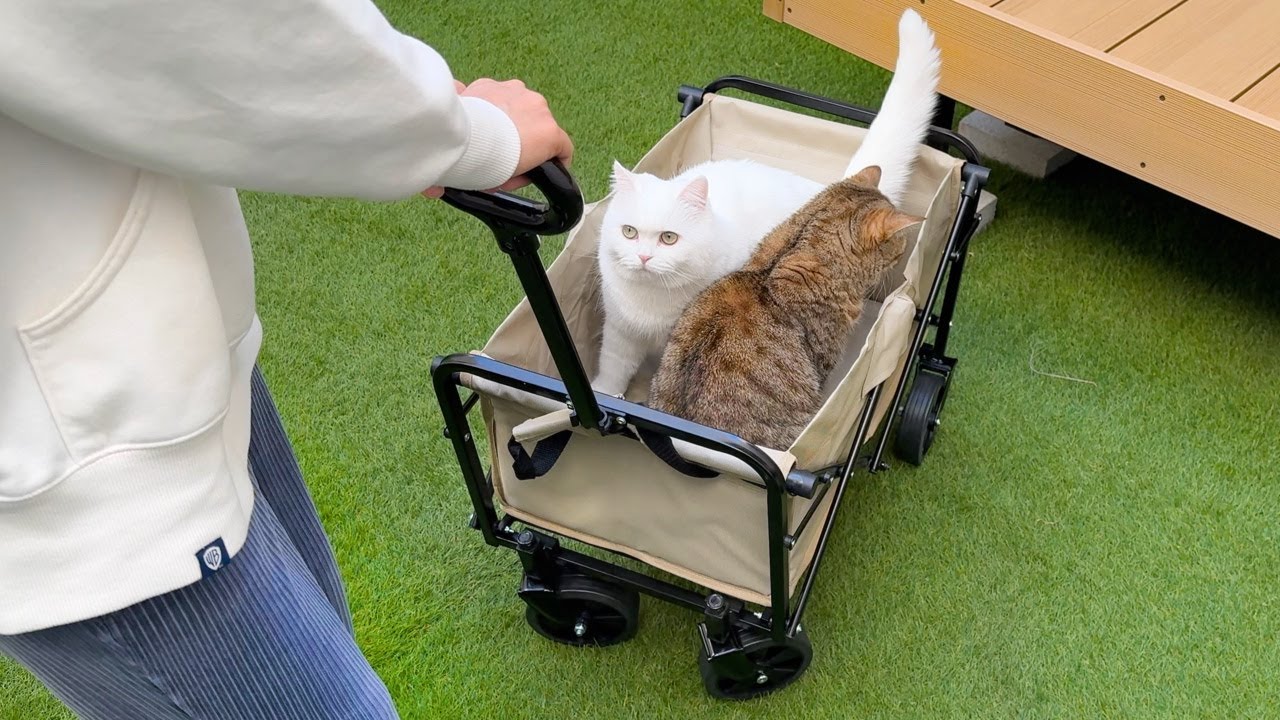 キャリーワゴンで猫達とお出かけしてきました！