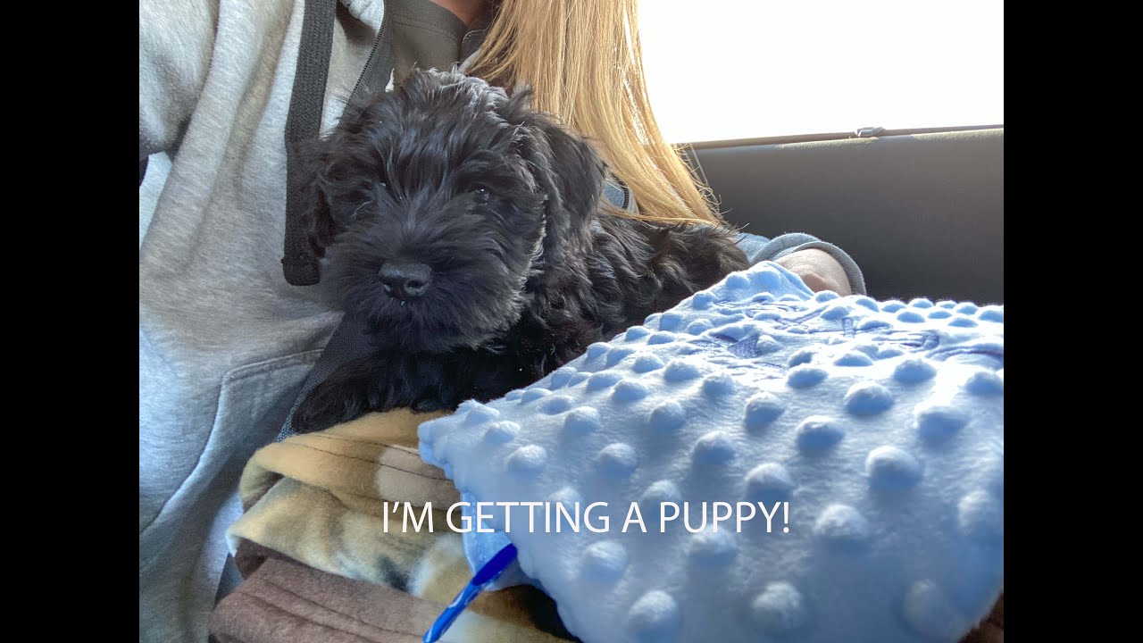 I GOT A NEW PUPPY! / Picking Up My Miniature Schnauzer Puppy At 8 Weeks Old