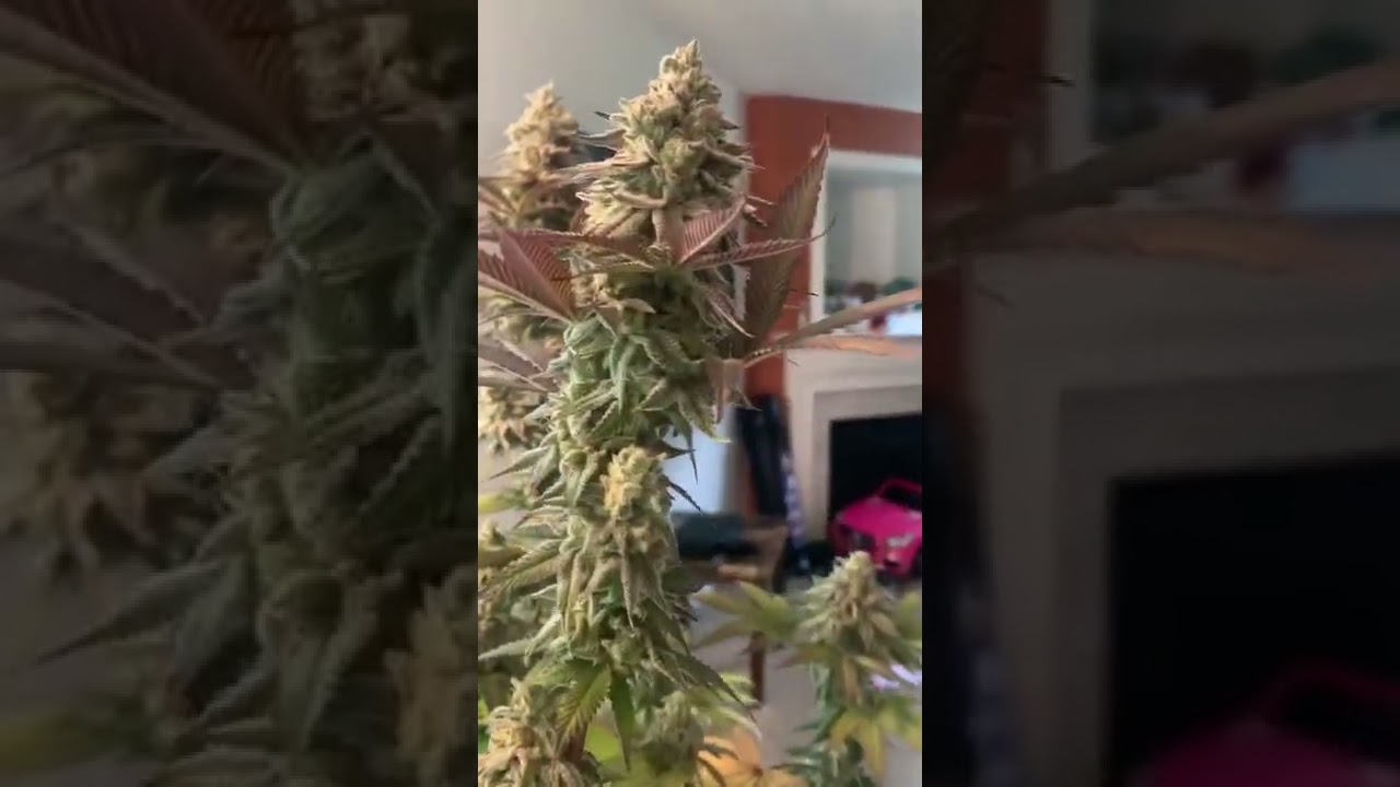 Love Truffles by Beleaf Genetics