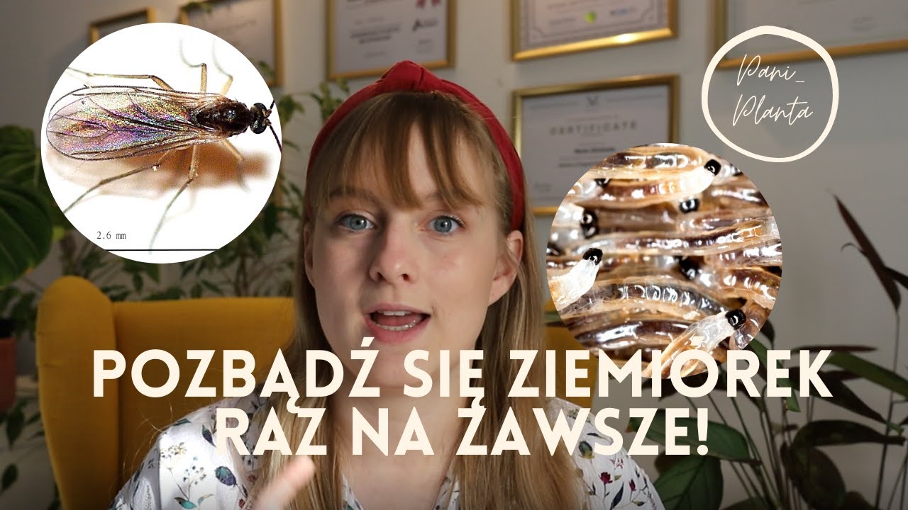 Ziemiórka - jak się pozbyć muszek wokół roślin
