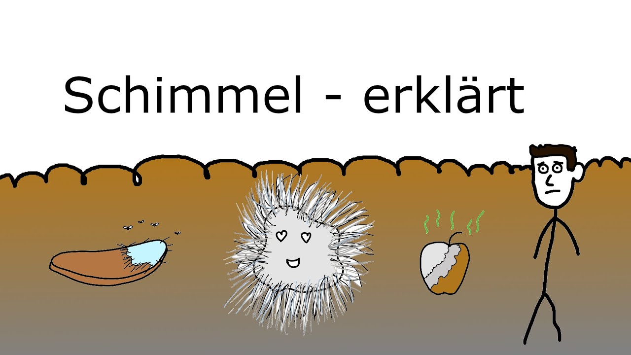 Schimmel - erklärt
