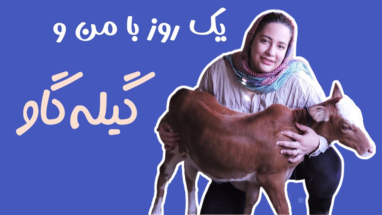 هرآنچه که باید راجع به گاو گیلک بدانید | پرورش گیله گاو و جلوگیری از اسهال گوساله