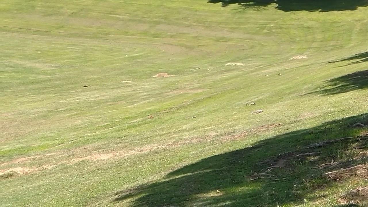 Park Squirrels