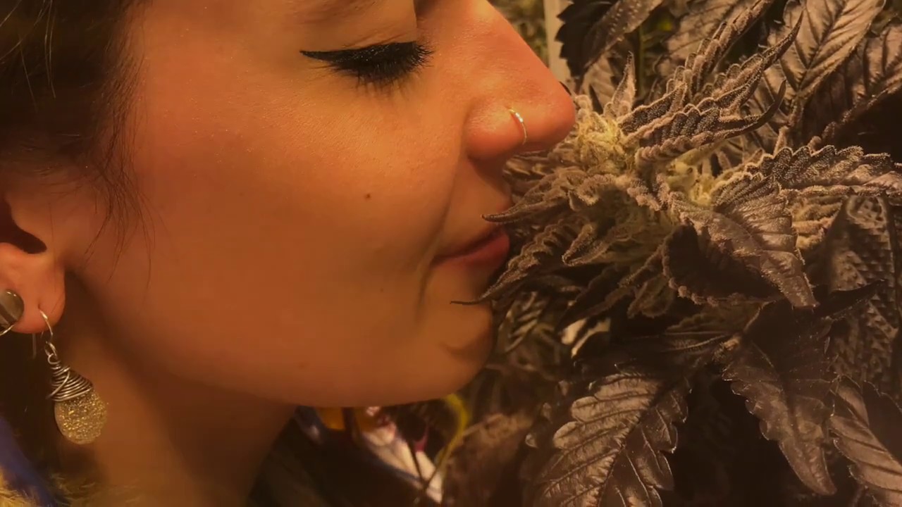 Local's Tours Playa Grande Cannabis Co.
