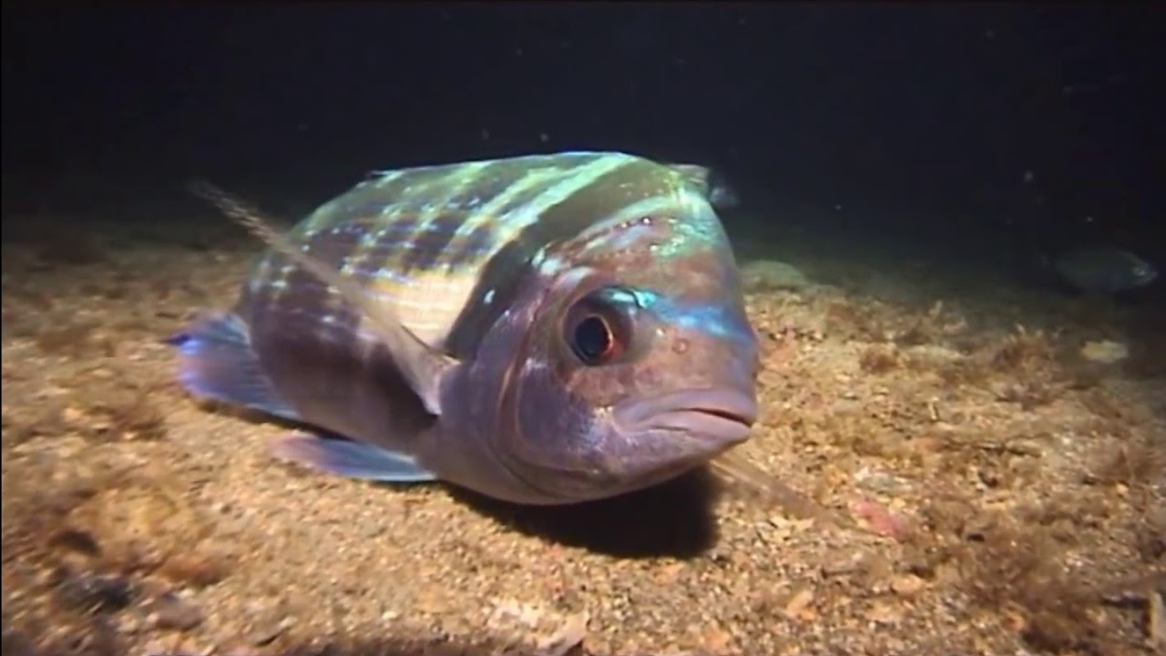GECE DALIŞI,night dive çipuralar,sinaritler