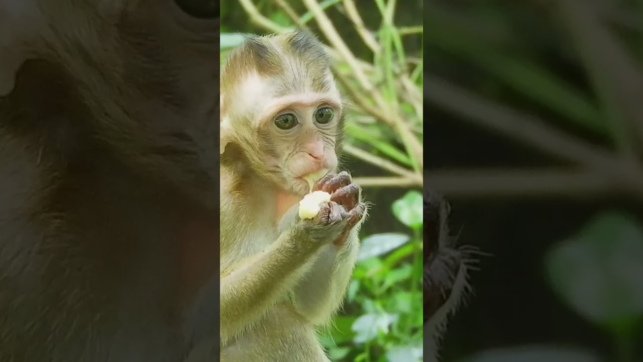 Nice Banana For Baby Monkey
