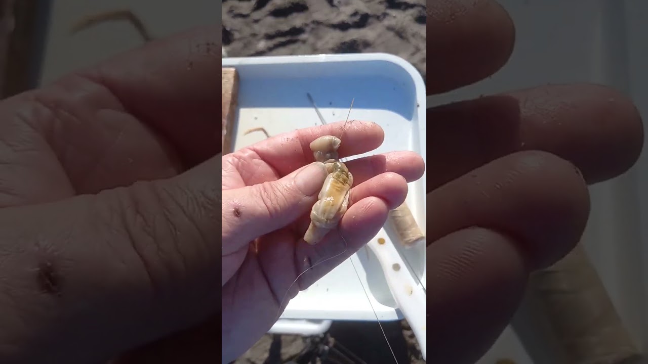 Anzuelar muergo con dos poteras Surfcasting para todos