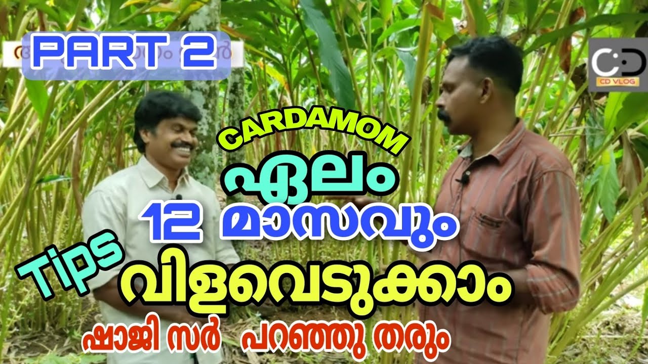 ഏലം  12 മാസവും വിളവെടുക്കാം Tips ഷാജി സർ പറഞ്ഞു തരും  #cardamom/ #elachi/  #cardamomplant/
