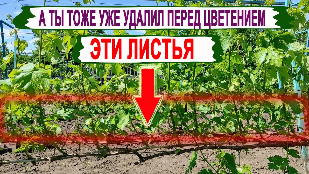 🍇 Даже НЕ ДУМАЙТЕ удалять ЭТИ листья на винограде. Какой лист САМЫЙ ГЛАВНЫЙ на побеге?