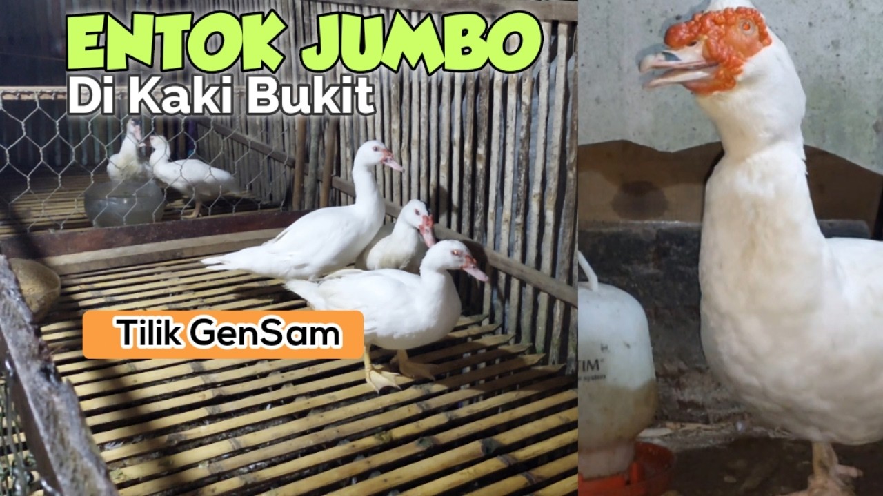 GILAK! Kandang Ternak Entok Jumbo Di Lokasi Terpencil, Bebas Penyakit & Omset Jutaan Rupiah