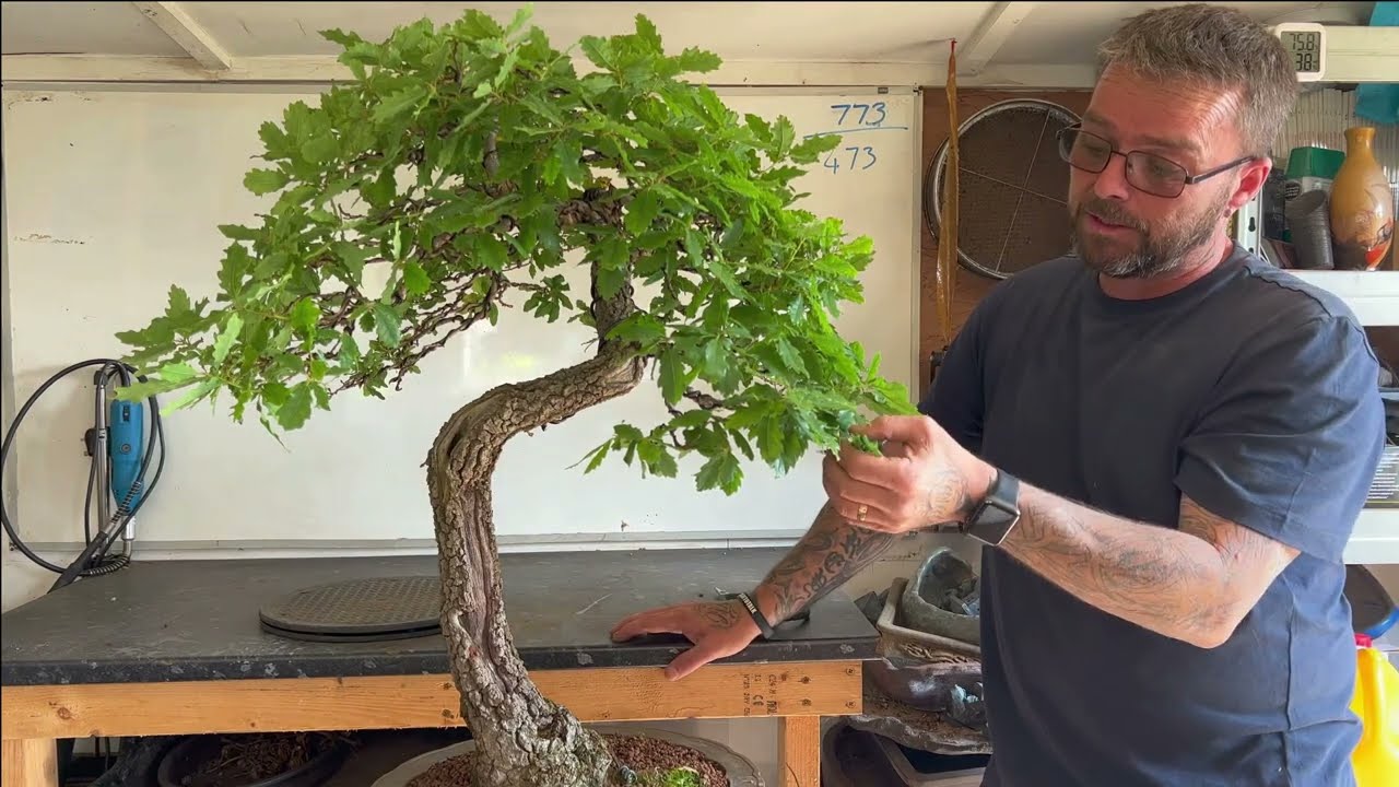 Pruning Scrub Oak Bonsai