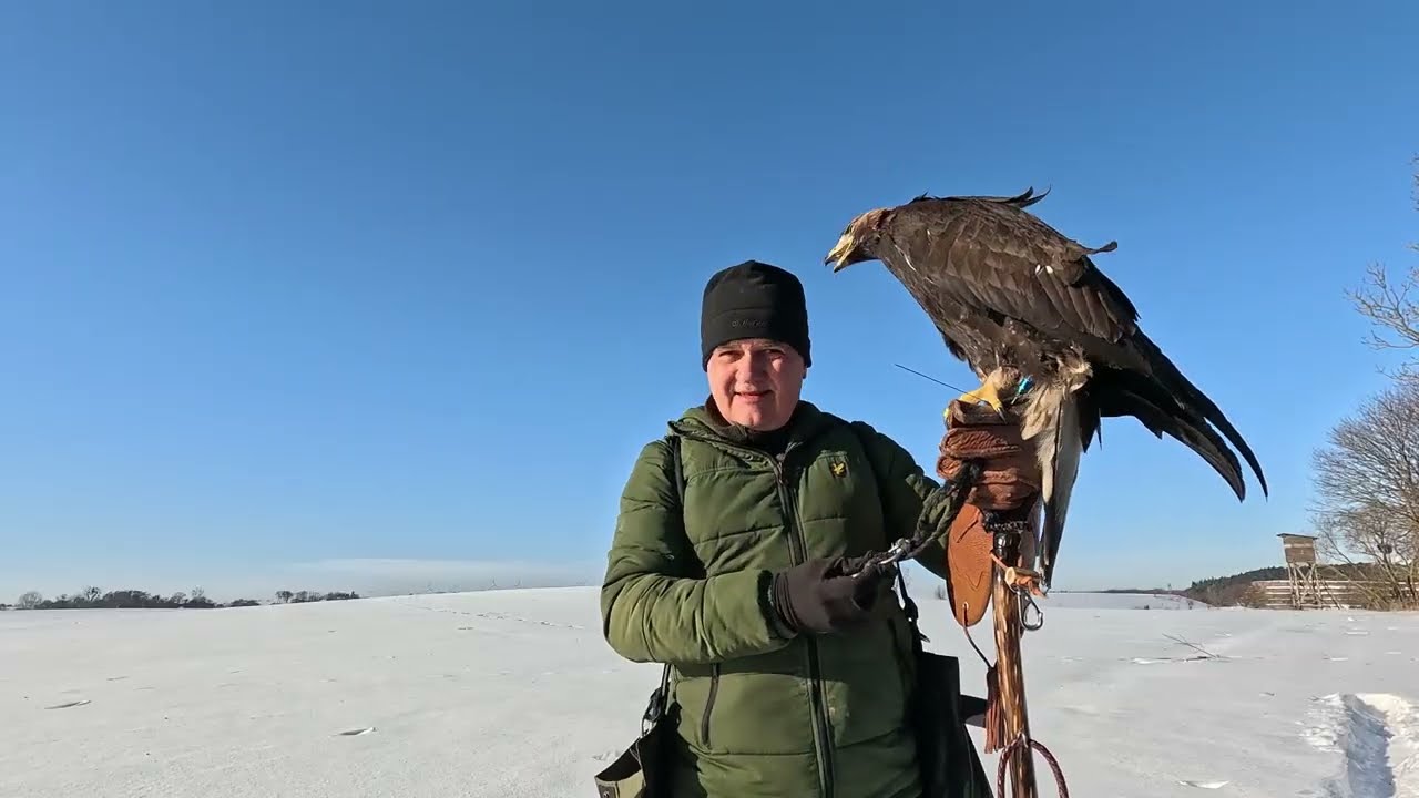 Sokolnictwo, falconry, sokoły, jastrzębie, Orzeł przedni