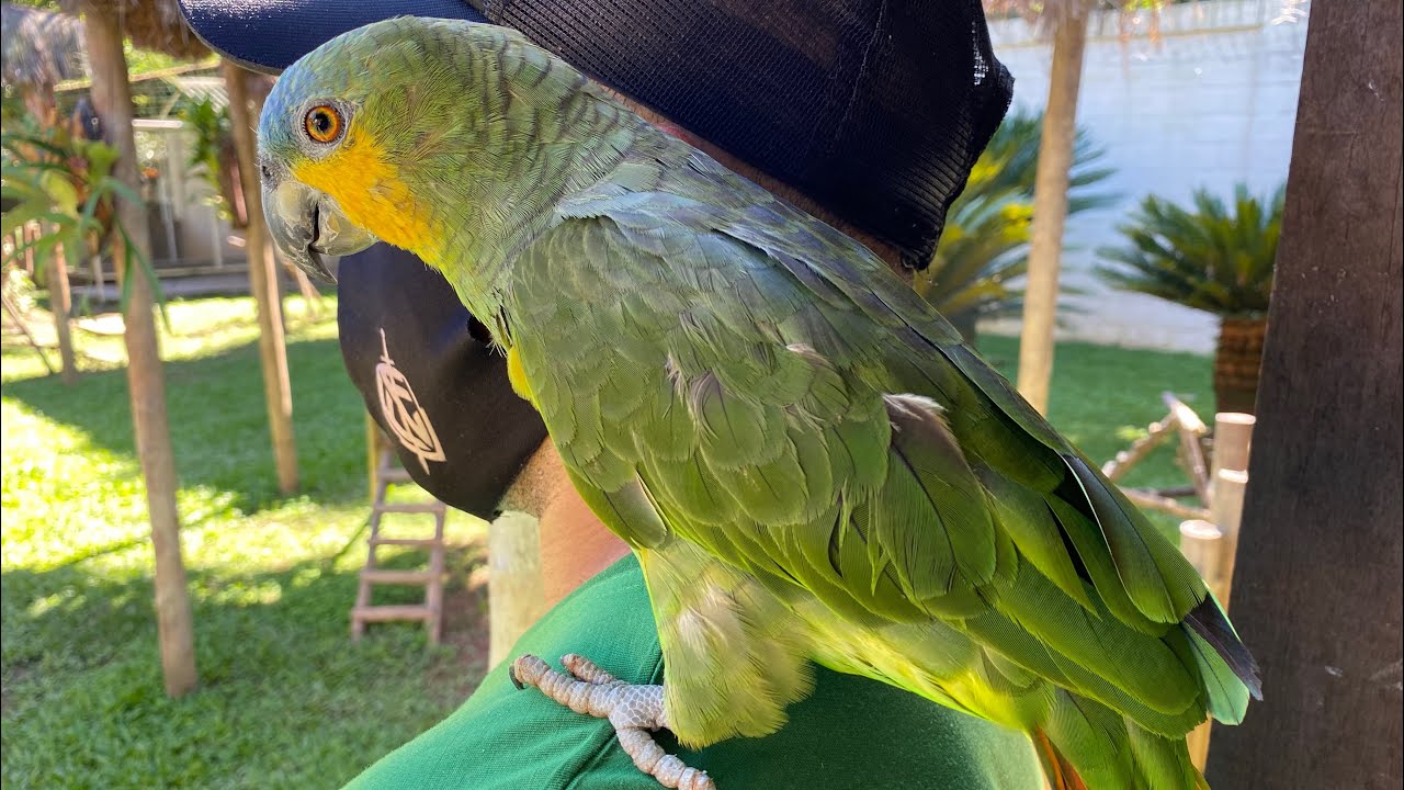 Tadeu e Papagaio do mangue Tafarel/falando! Natureza linda ❤️🤩 Criadouro Pedra Branca #papagaio