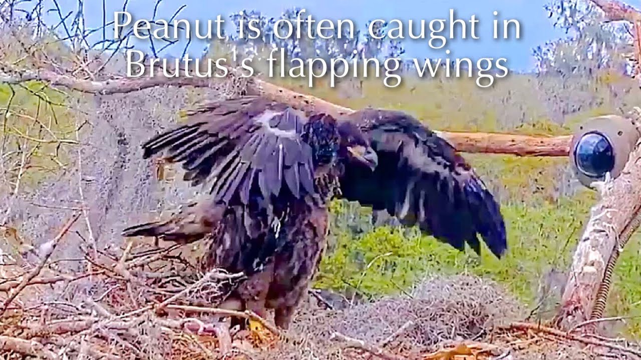 #365🦅Brutus🐥53° & Peanut🐥48°／Winter Park Eagle Nest 2026／Against All Odds:One-Eyed Mom／Wink💗Atlas
