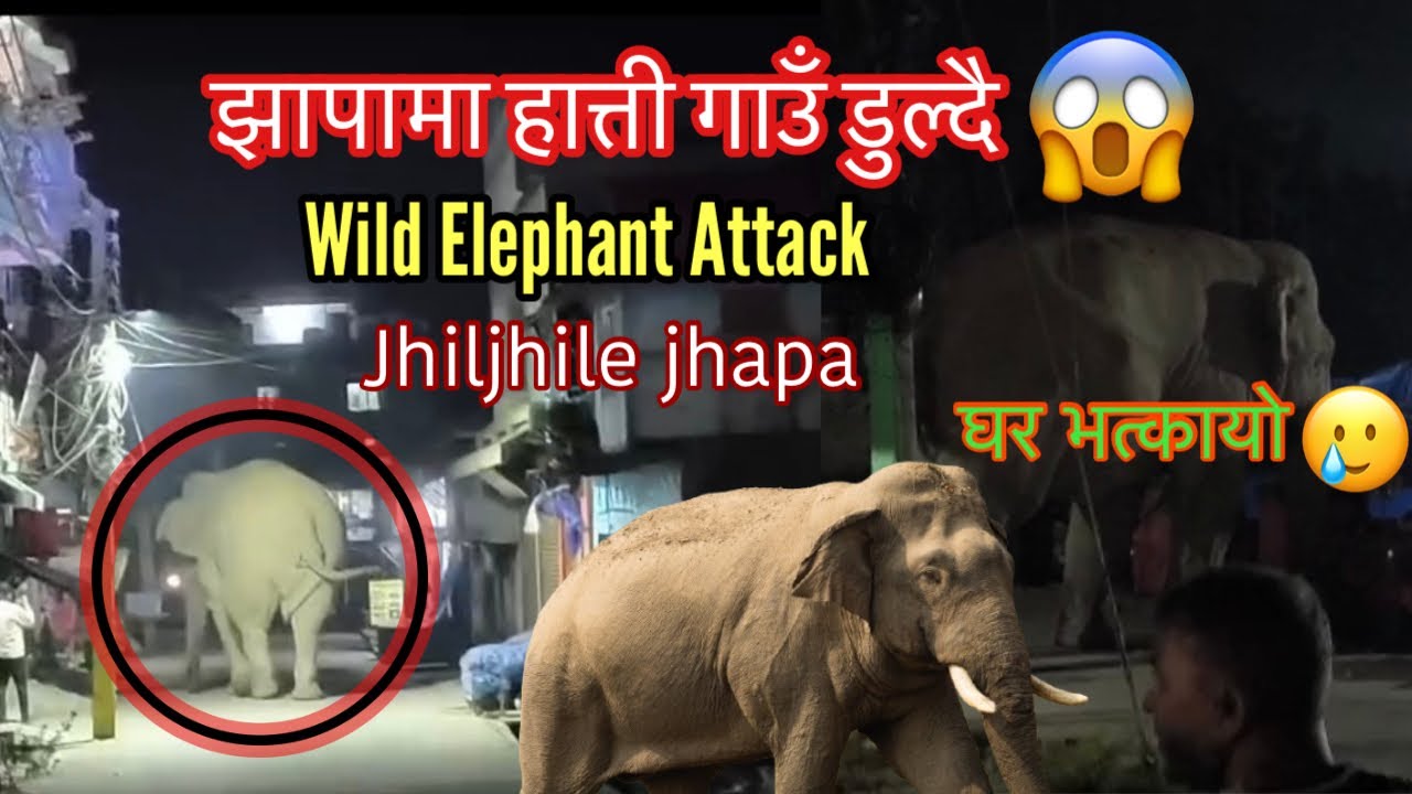 झापामा जंगली हात्तीको आतंक बड्दै😱| 🐘Wild Elephant attack in Nepali village (jhapa)| Elephant attack