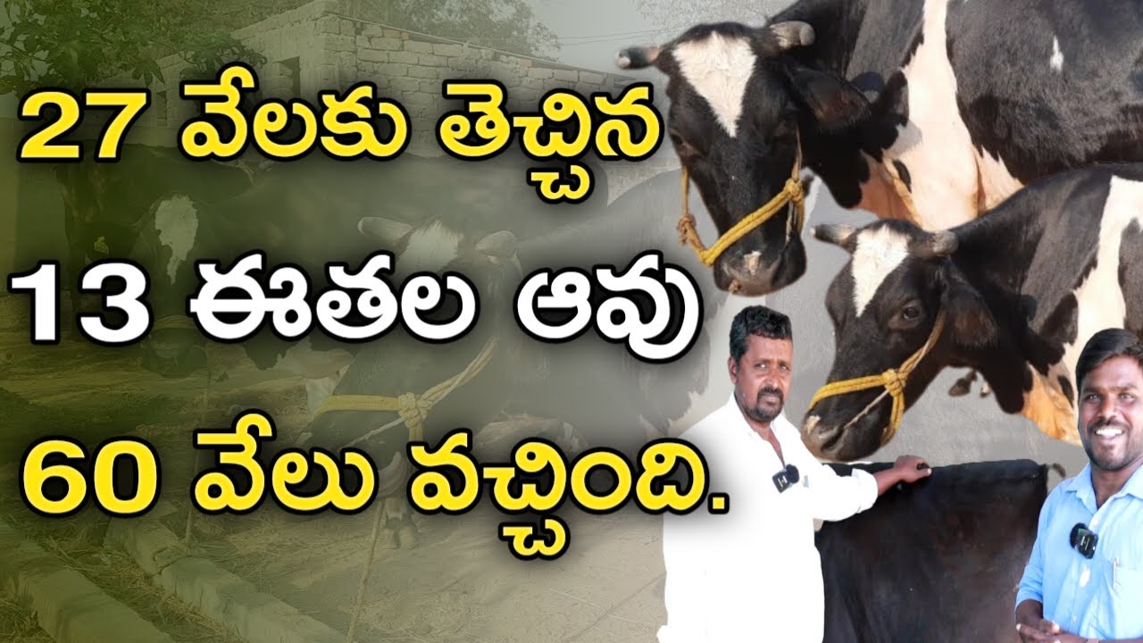ఆ ఆవు లాభం తెచ్చింది|best cow in my dairy farm|mallesh adla|