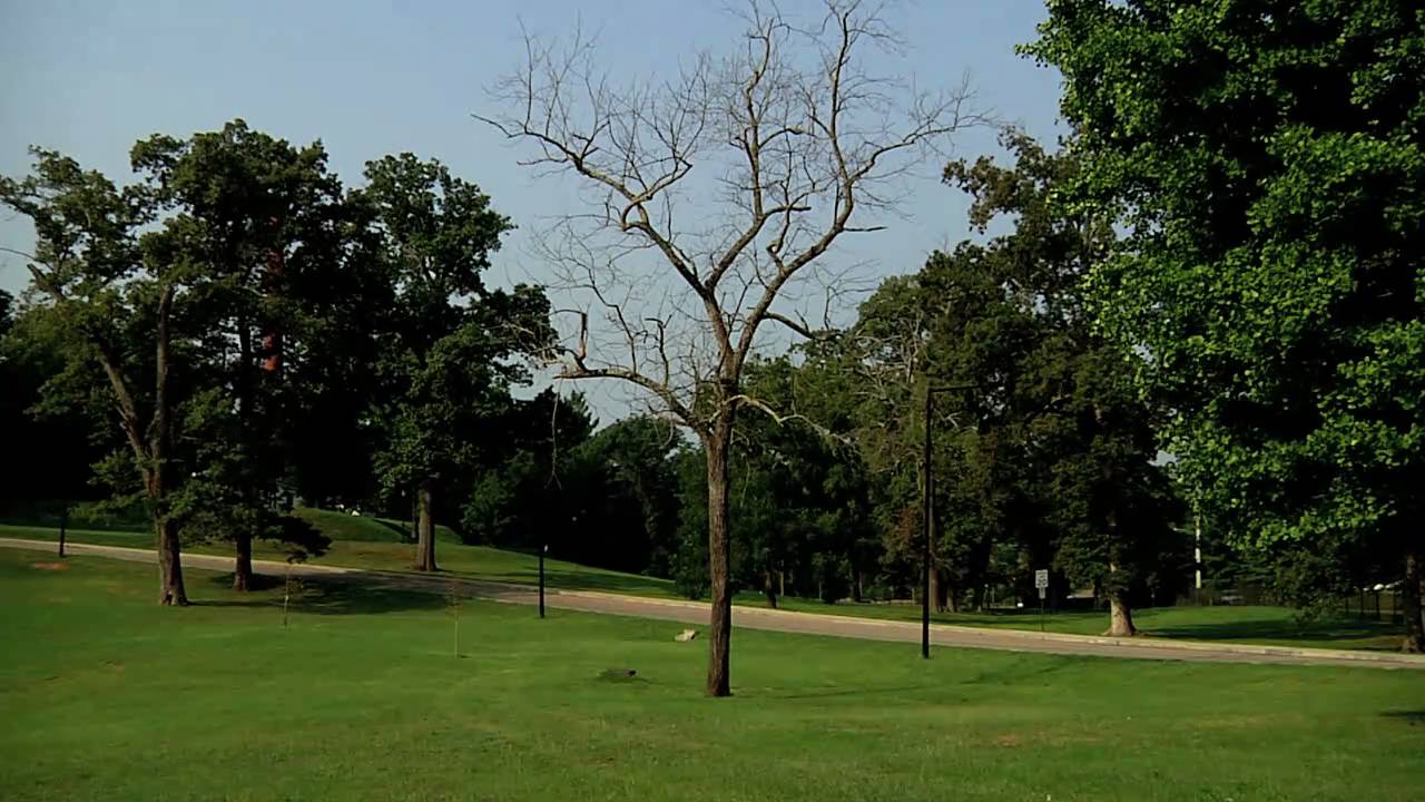 Tree Diseases