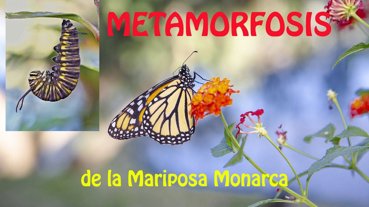 La Vida de una Monarca.(Version con narracion completa en : https://youtu.be/NvrYGk8bYIw )