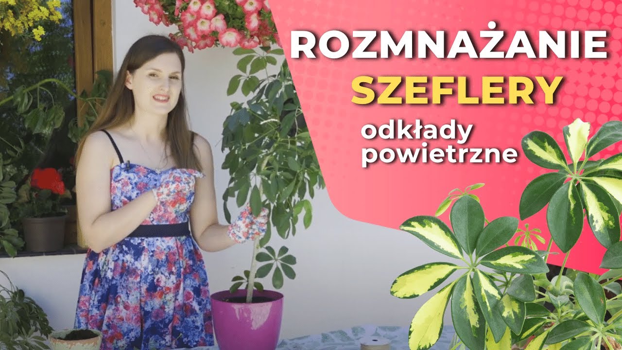 Jak rozmnożyć szeflerę? - odkłady powietrzne