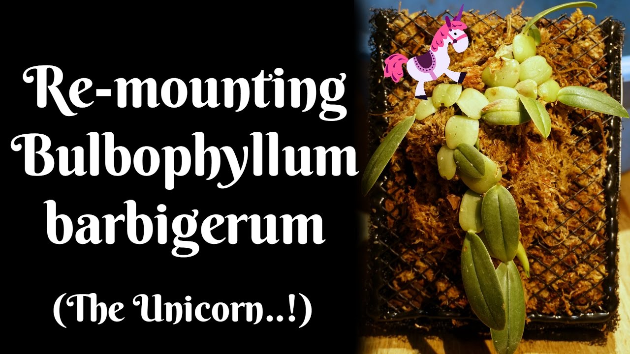 Re-mounting Bulbophyllum barbigerum (The Unicorn...!)