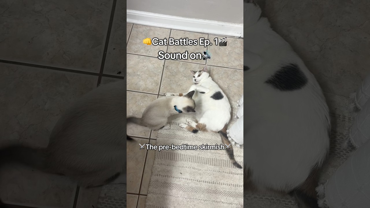 Epic Cat Battle! 🐱⚔️ Why do they always play fight before bed? 