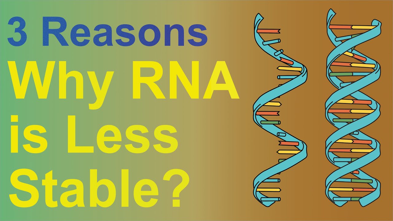 Molecular Biology | Why the structure of RNA is less stable compared with the structure of DNA?