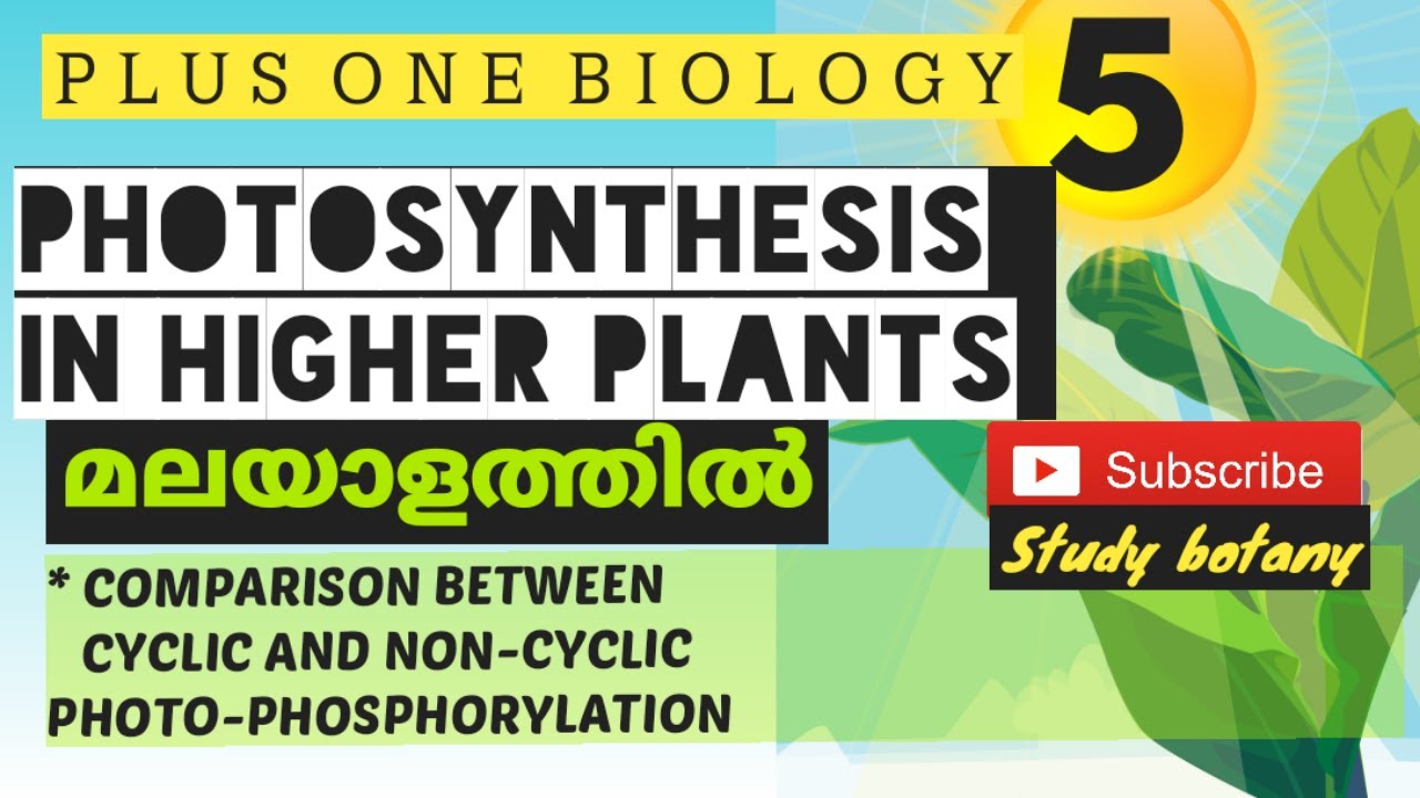 COMPARISON BETWEEN CYCLIC AND NON-CYCLIC PHOTO-PHOSPHORYLATION-PHOTOSYNTHESIS +1BIOLOGY MALAYALATHIL