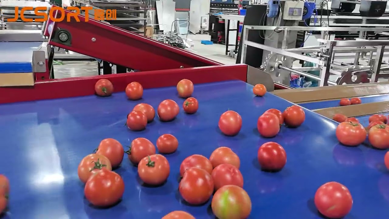 AI Optical Sorting Line for Tomatoes | 4-Lane Smart Vision Grader, tomato color sorter, JCSORT