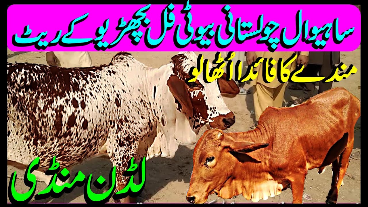 Sahiwal Chwlistani Bachrian Market Latest Update / Sasti Bachrian / Luddan Mandi.PK