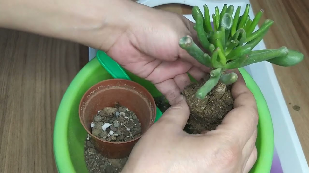SHREK KULAGI  /CRASSULA OVATA GOLLUM /Bakımı  /Saksı Degişimi Nasıl Yapılır?