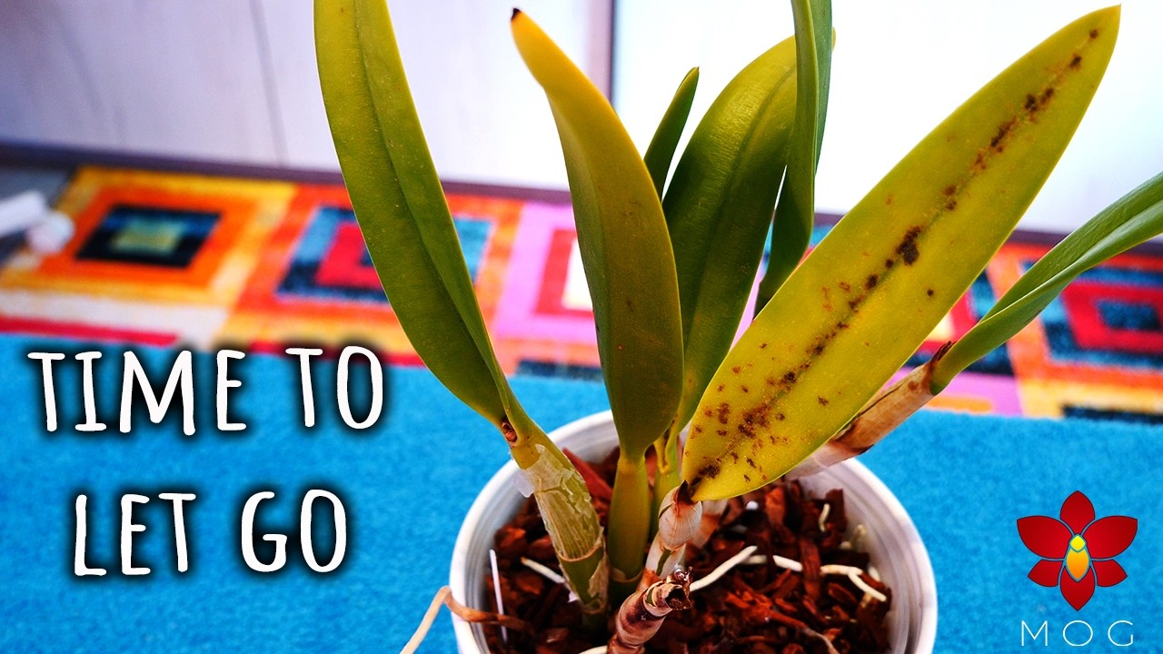 When to let go of Orchids? - Time to say goodbye 👋
