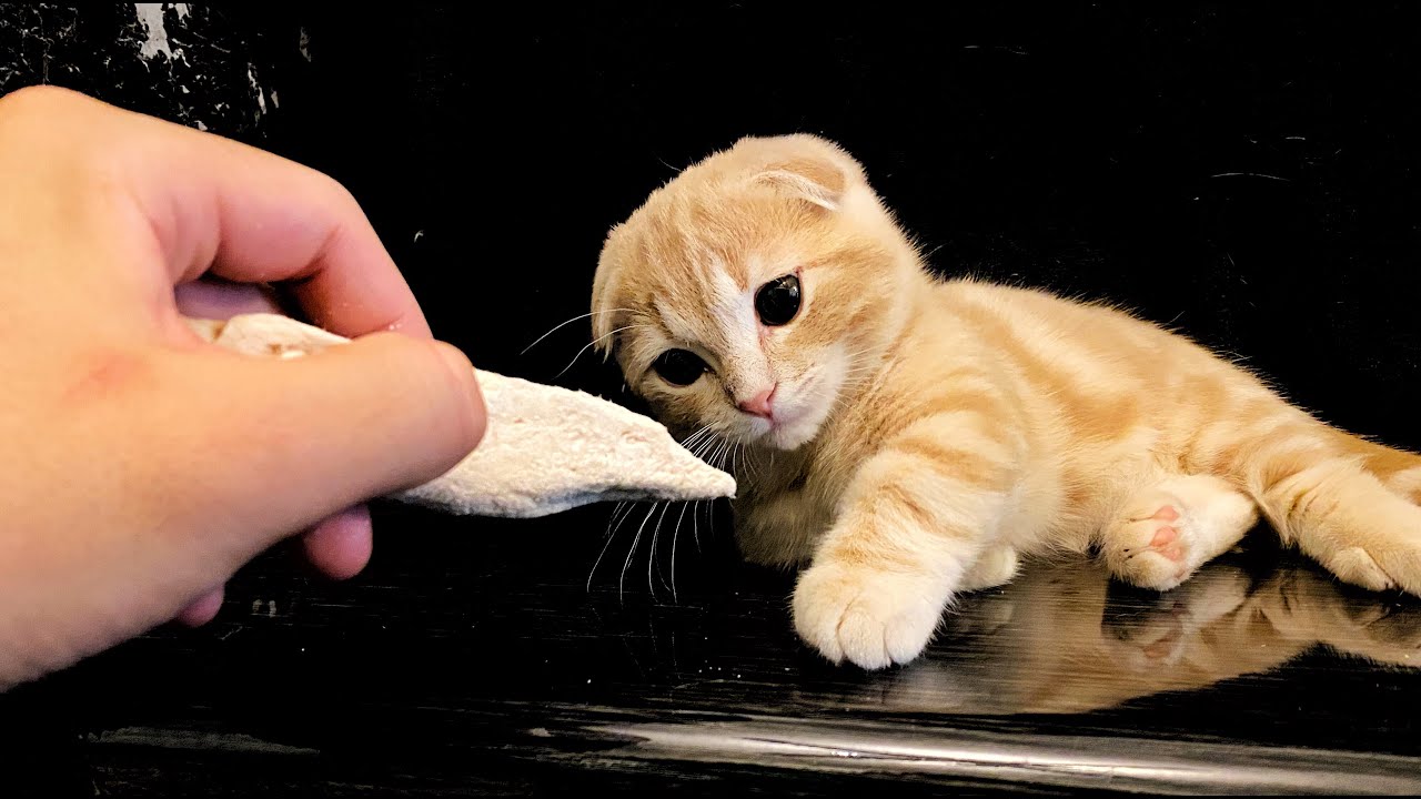 ささみを初めてを食べる子猫の反応が可愛すぎた...