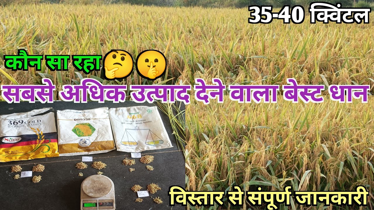 सबसे अधिक उत्पादन देने वाला बेस्ट धान कौन सा है🤫 Best paddy variety.