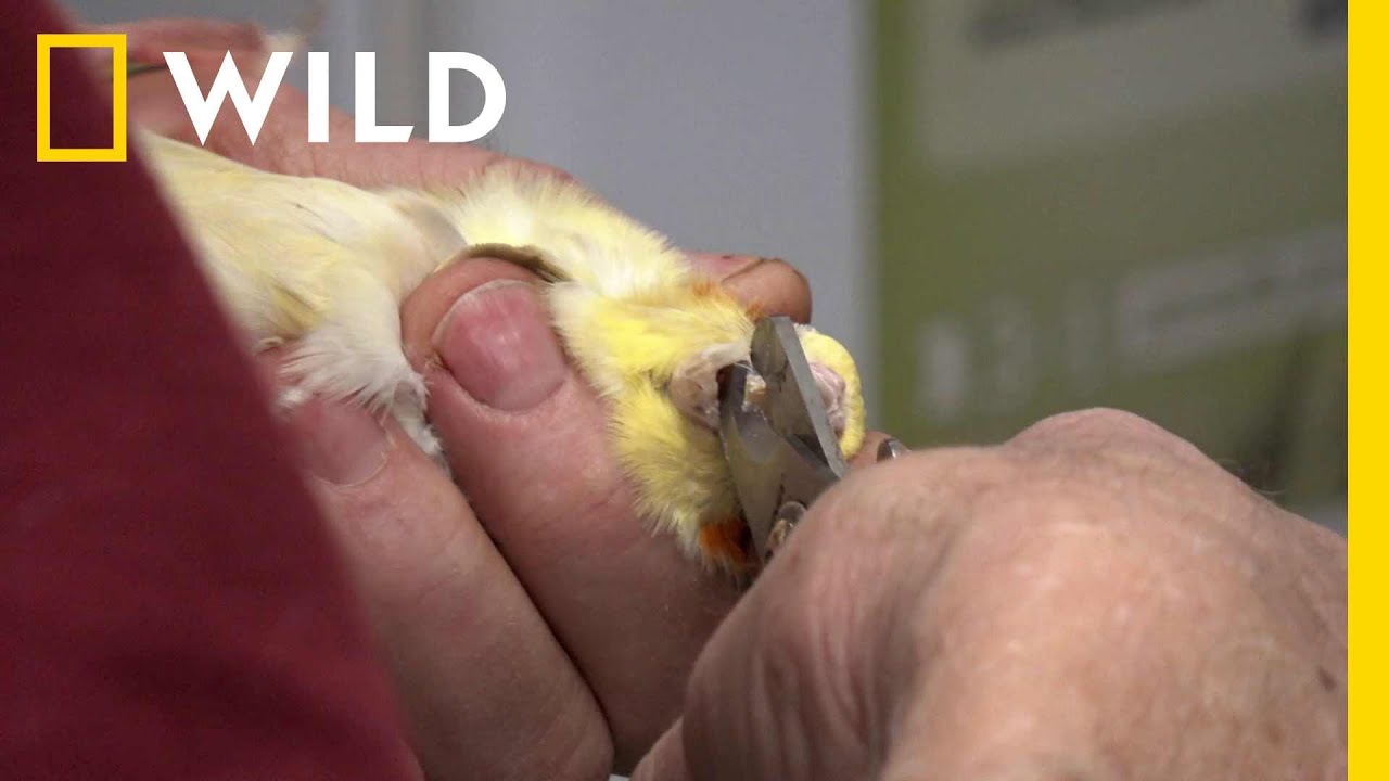 Dr Pol musiał skrócić dziób papugi! | Niezwykły dr Pol