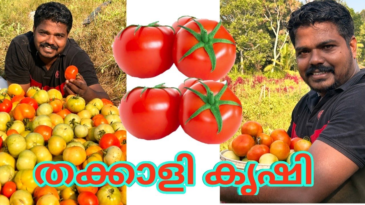 തക്കാളി കൃഷി