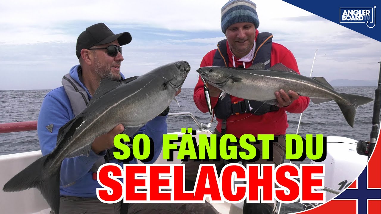 So f&auml;ngst Du Seelachse | Angeln in Norwegen auf K&ouml;hler | Tipps zum Seelachsangeln mit Pilker & Gummi
