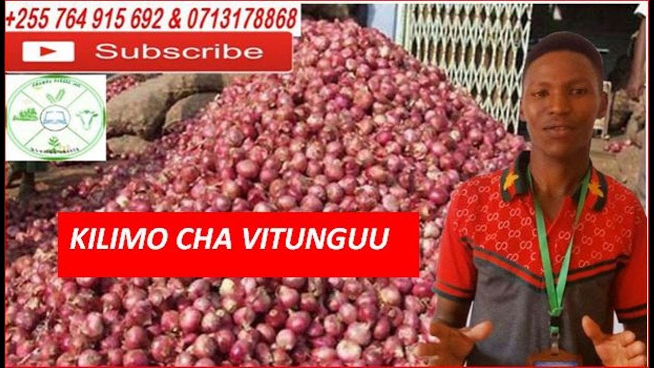 KILIMO CHA KITUNGUU MAJI:- MBOLEA YA KUKUZIA,KUPANDIA,VITALU,UMWAGILIAJI NA SOKO LA KITUNGUU MAJI