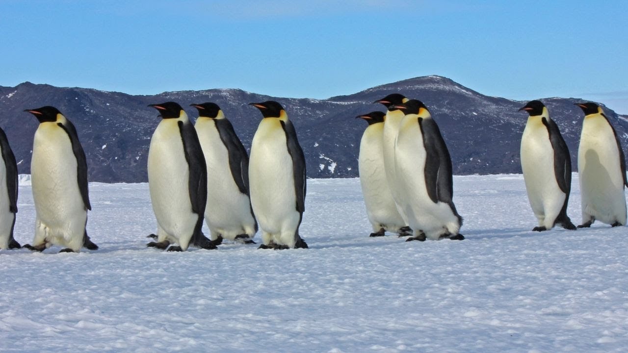 PINGUINOS - EL EMPERADOR | DOCUMENTALES NATURALEZA