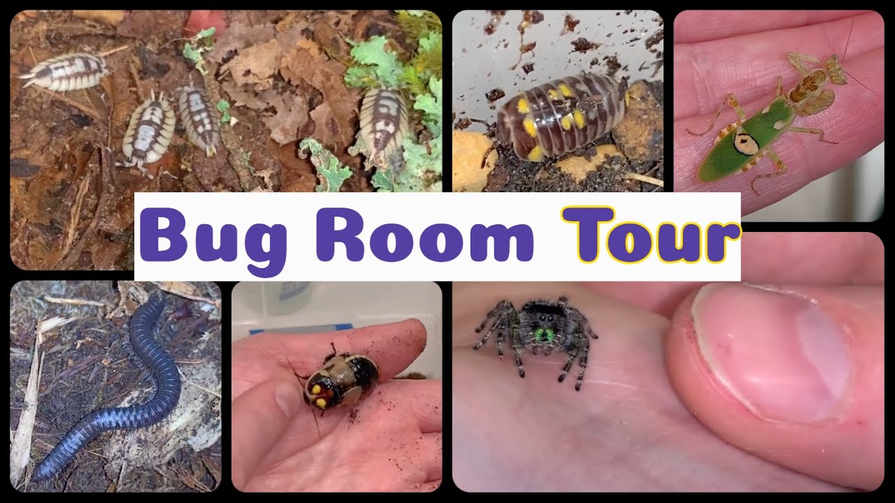 Not Quite a Bugroom Tour Part II #bugroom #petspiders #petbugs